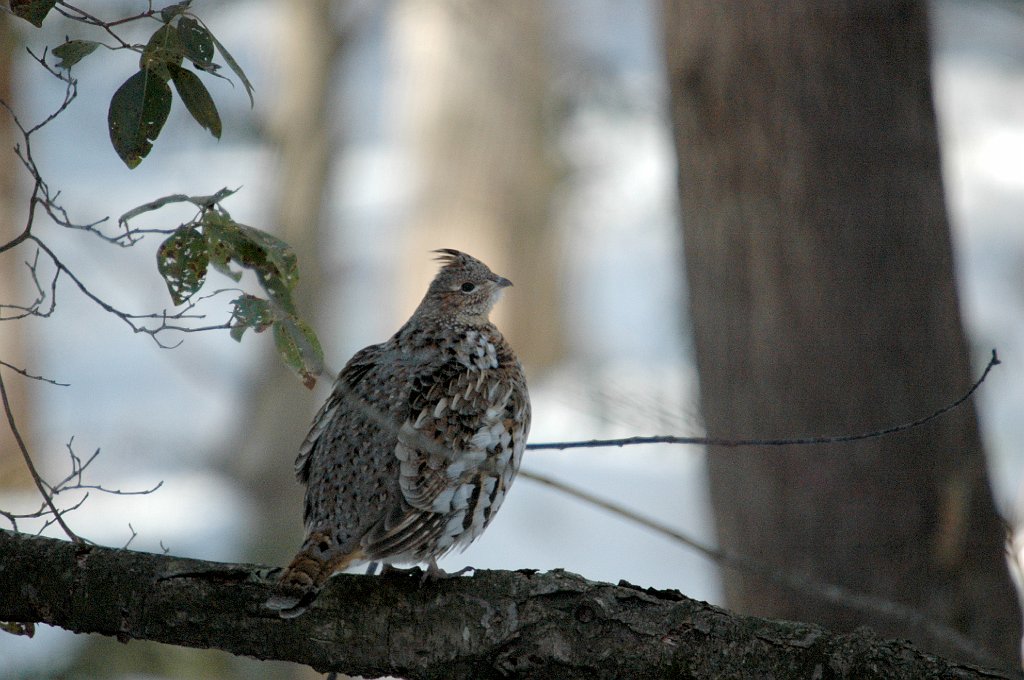 Grouse, Roughed, 2005-02137838 Quabbin Reservoir, MA.jpg - Roughed Grouse